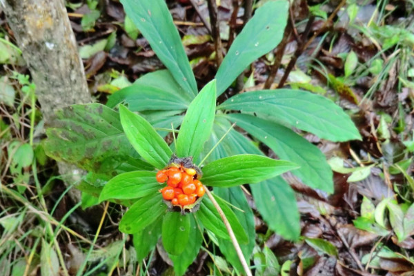 野生七葉一枝花有幾種