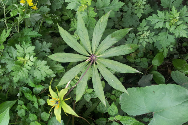 野生七葉一枝花有幾種