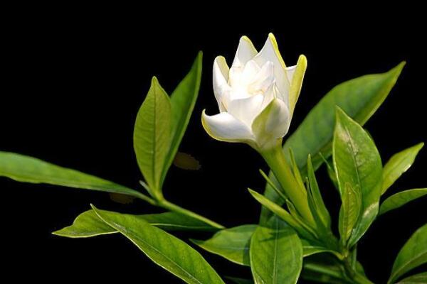 芝芝花怎樣養