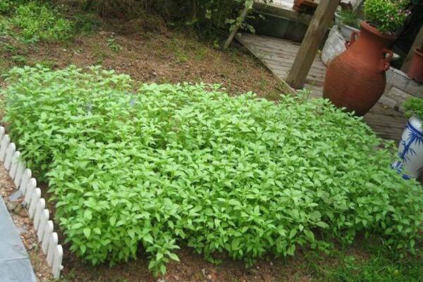 荊菜幾天發芽