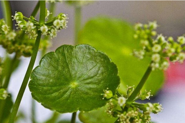 金錢草開花后怎么處理