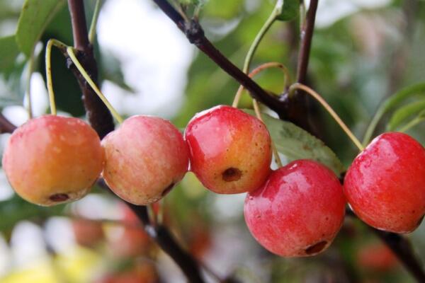 冬紅果發新枝不開花