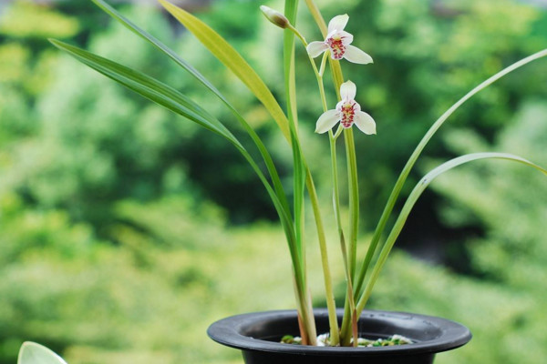 建蘭什么時候開花