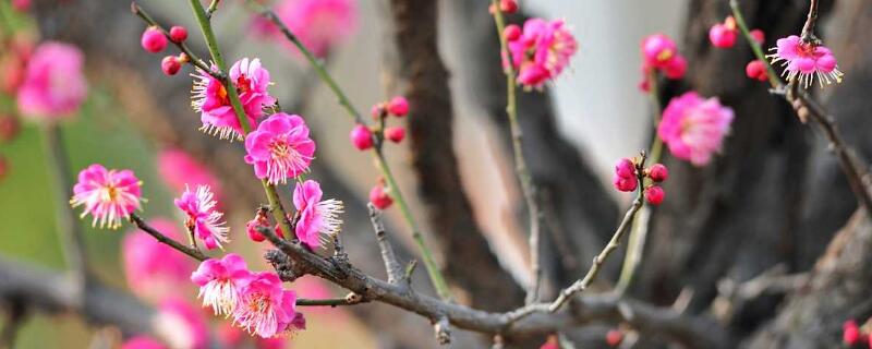 紅梅什么時(shí)候開花