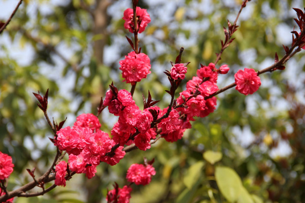 紅梅什么時(shí)候開花