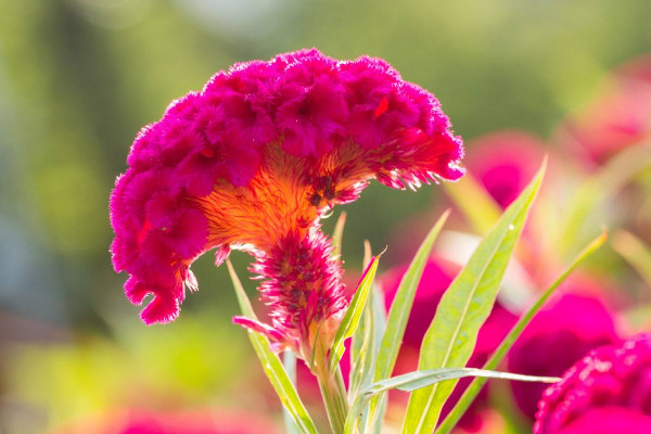 雞冠花的花語