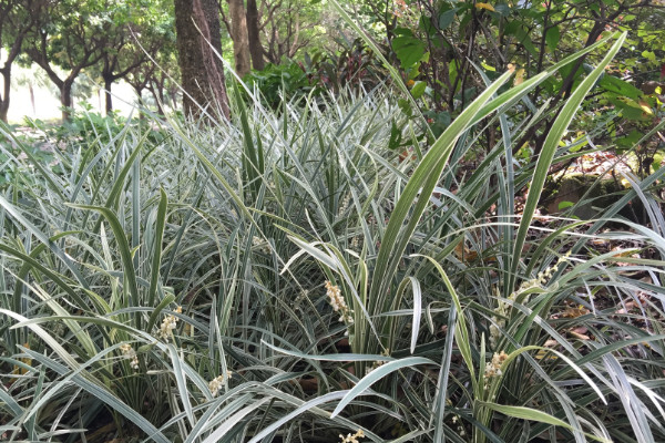 吉祥草的養殖方法