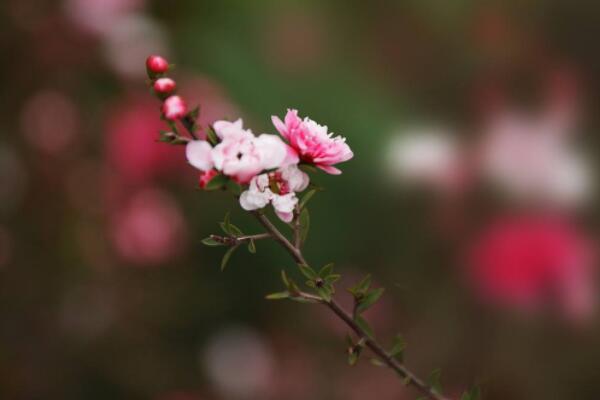 松紅梅一年開幾次花