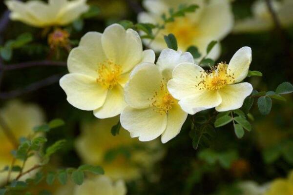 野薔薇嫁接技術