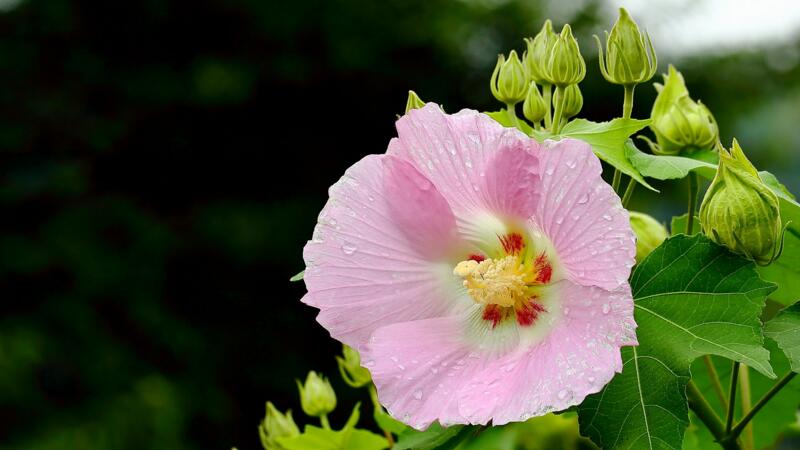 芙蓉花怎么養