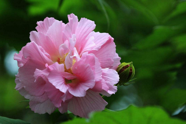 芙蓉花怎么養