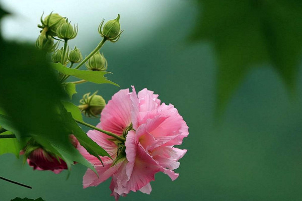 芙蓉花怎么養