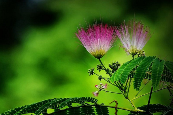 合歡花花語(yǔ)