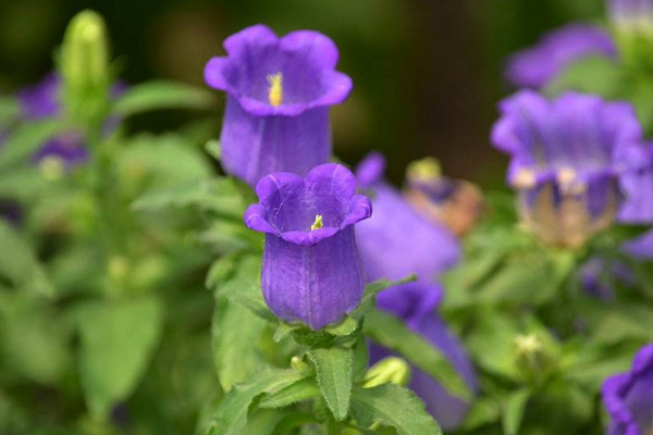 風鈴花開敗后怎樣修剪