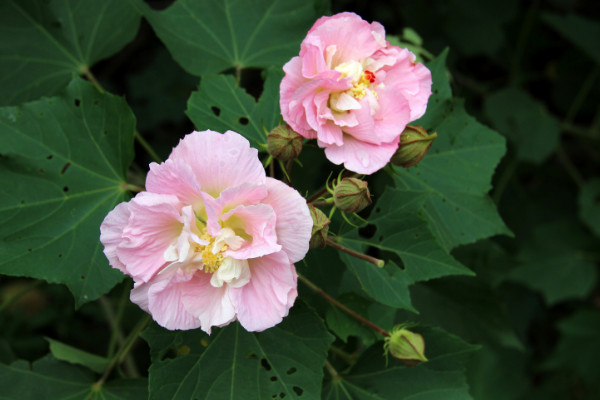 芙蓉花的葉片怎么栽