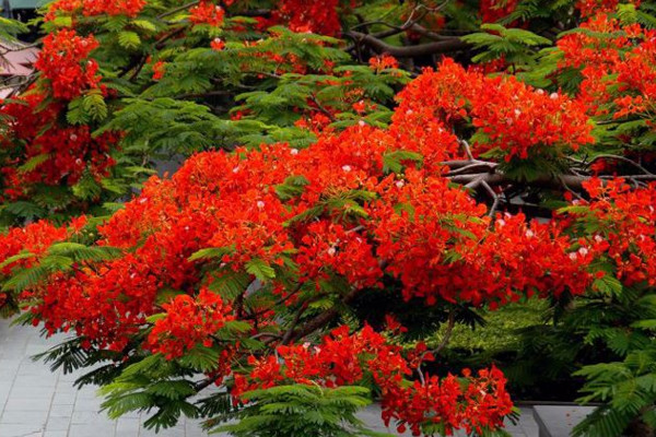 鳳凰花怎么養