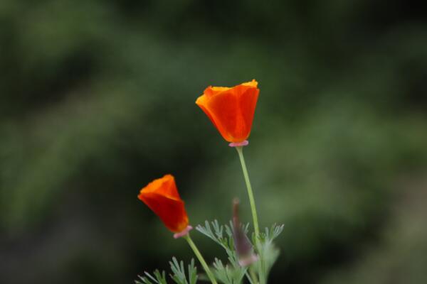 花菱草的花語(yǔ)