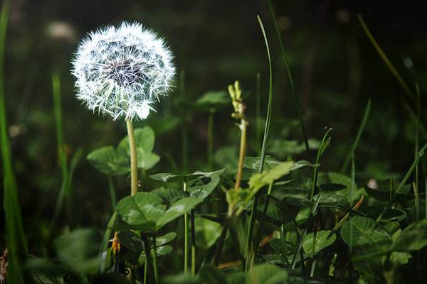 蒲公英的花語