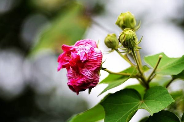 芙蓉花葉子怎么栽培