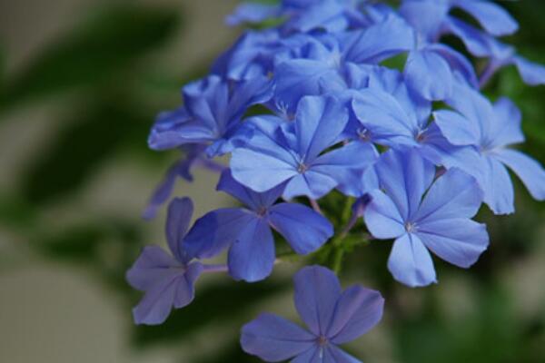 藍雪花夏天怎么澆水