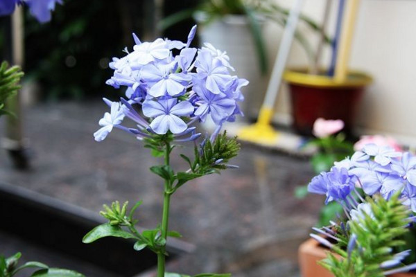 藍雪花施什么肥