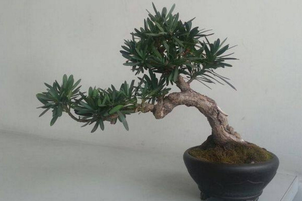 羅漢松的種植和養護