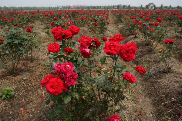 玫瑰花移栽后多久發芽