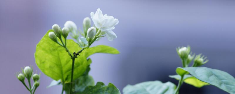 茉莉開花時(shí)可以澆水嗎