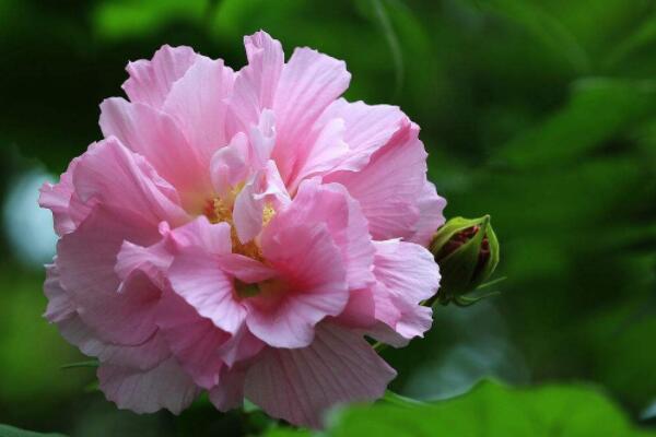 盆栽芙蓉花怎樣繁殖