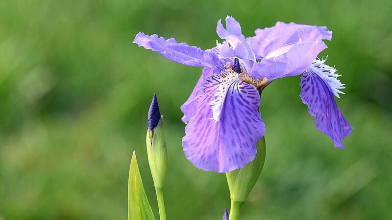 鳶尾花花語