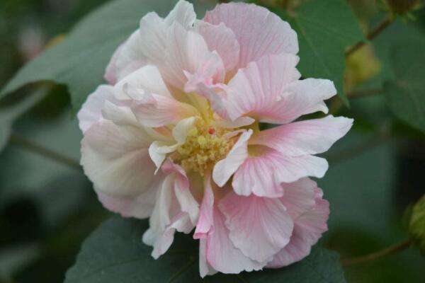 扦插芙蓉花的養殖方法