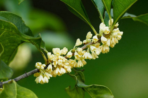 桂花夏天怎么養