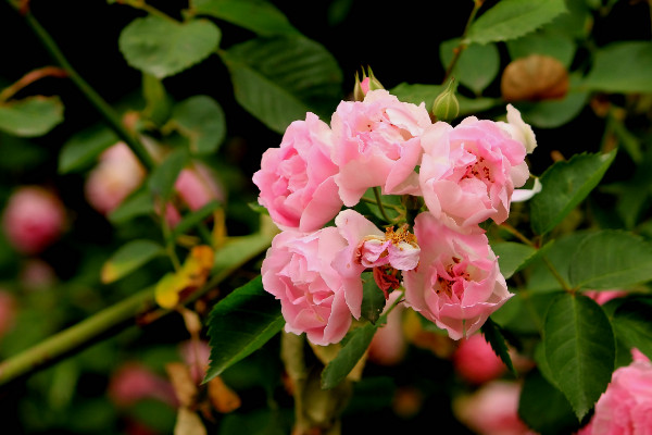 薔薇移栽后要不要修剪