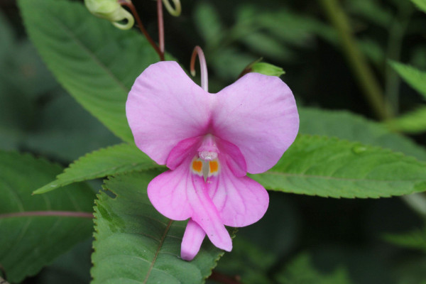 鳳仙花如何打頂