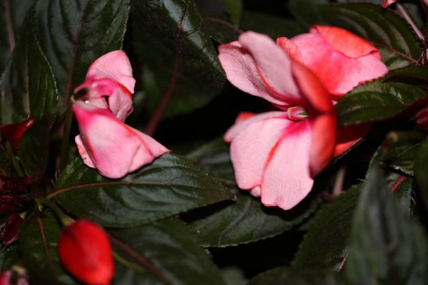 鳳仙花如何打頂