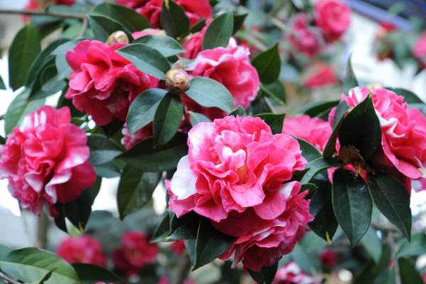 山茶花葉子邊緣干褐色