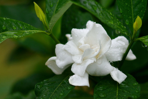 桅子花蕾沒開就落了