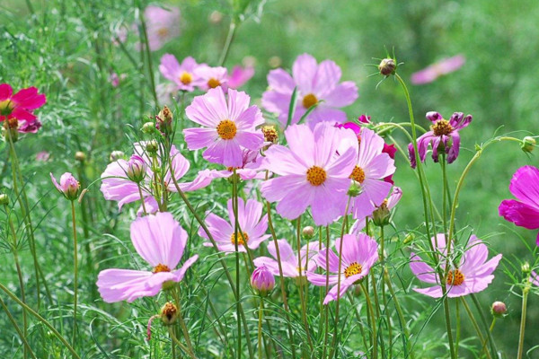 波斯菊發(fā)芽后如何管理