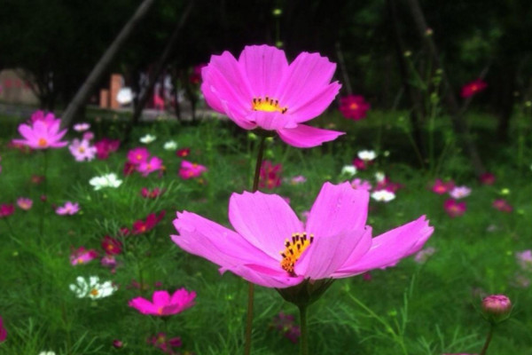 波斯菊發(fā)芽后如何管理