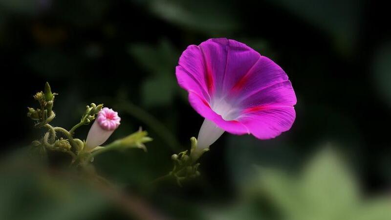 喇叭花花語(yǔ)