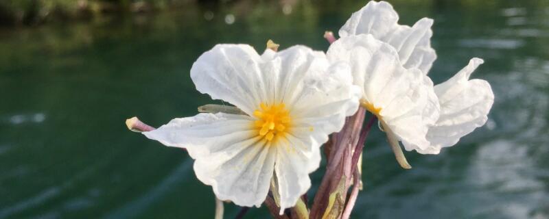 瀘沽湖的水性楊花花語