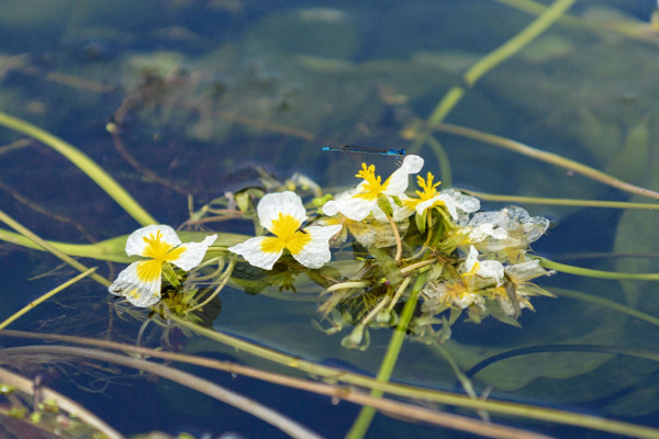 瀘沽湖的水性楊花花語