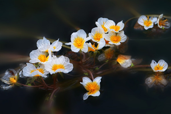 瀘沽湖的水性楊花花語