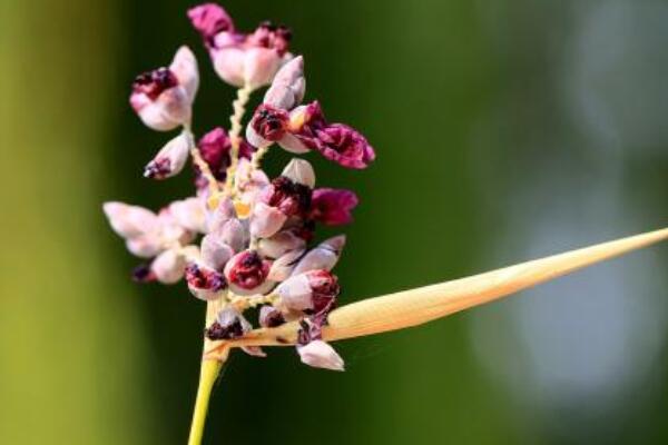 再力花花語