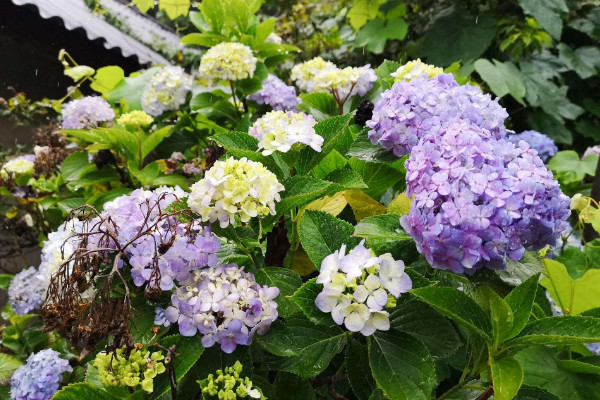 繡球悶根癥狀