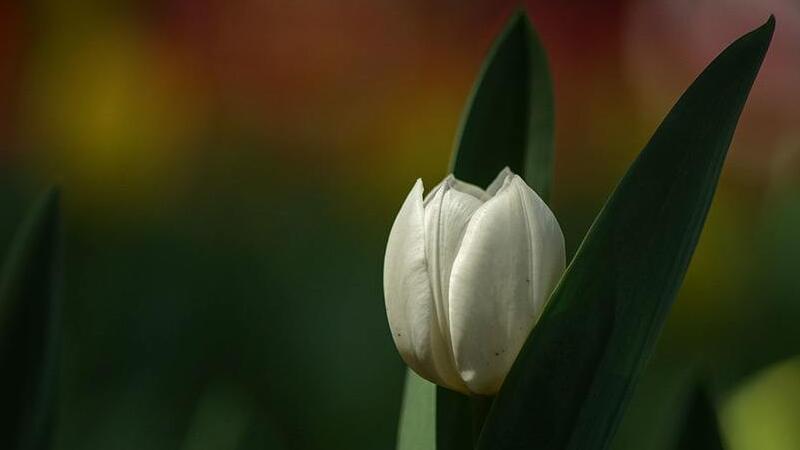 白色郁金香花語