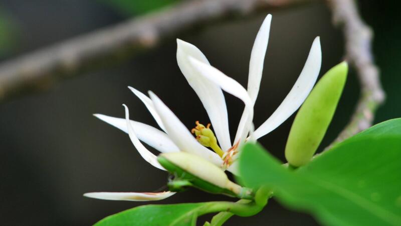 白蘭花怎么養