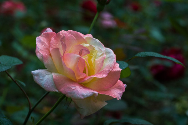 月季花不開花怎么辦