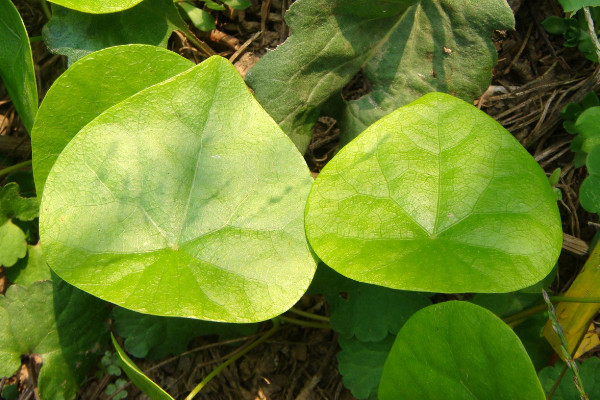 植物葉子卷曲什么原因