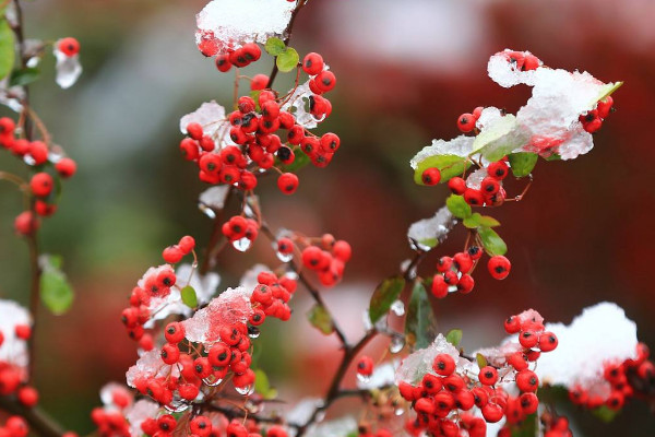 紅豆花在花瓶怎么養(yǎng)